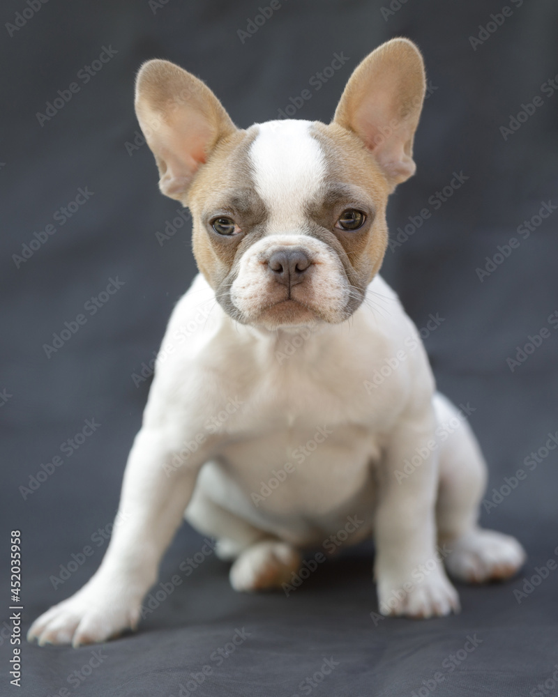 8-Weeks-Old tan pied Frenchie puppy female isolated on gray background.