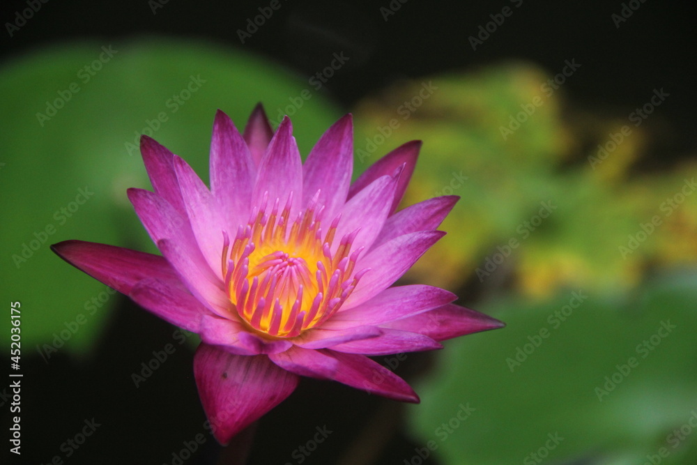 Water Lily With Healing Purple Color Water Lily With Healing Purple Color
