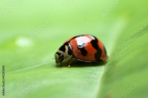 Cute lady bug suitable for wallpaper editing and other uses.