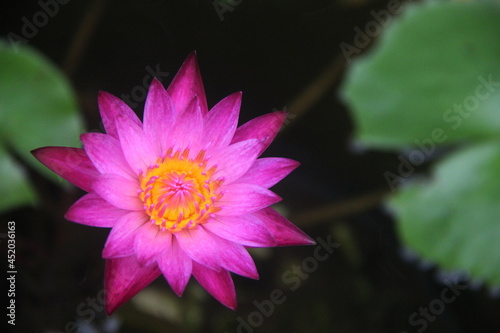 Water Lily With Healing Purple Color