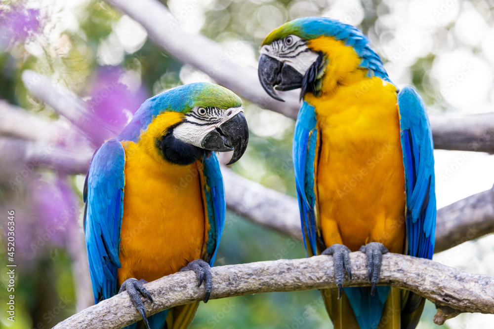 Two colorful yellow and blue macaws perched on the same branch and looking at each other against a bokeh background