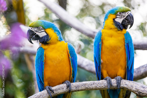 Two colorful yellow and blue macaws perched on the same branch and looking at opposite direction against a bokeh background