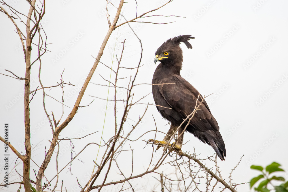 Long crested eagle known as Lophaetus Occipitalis in latin, Uganda Long crested eagle known as Lophaetus Occipitalis in latin, Uganda