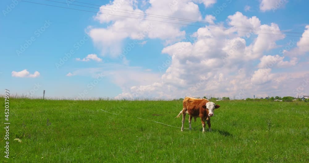 Farm Bull Cow Animal husbandry Livestock Cattle Pasture Agriculture Dairy Grazing Milk Farming Brown Herd Mammal Green Meadow Slow motion Farm Bull Cow Animal husbandry Livestock Cattle Pasture Agriculture Dairy Grazing Milk Farming Brown Herd Mammal Green Meadow Slow motion