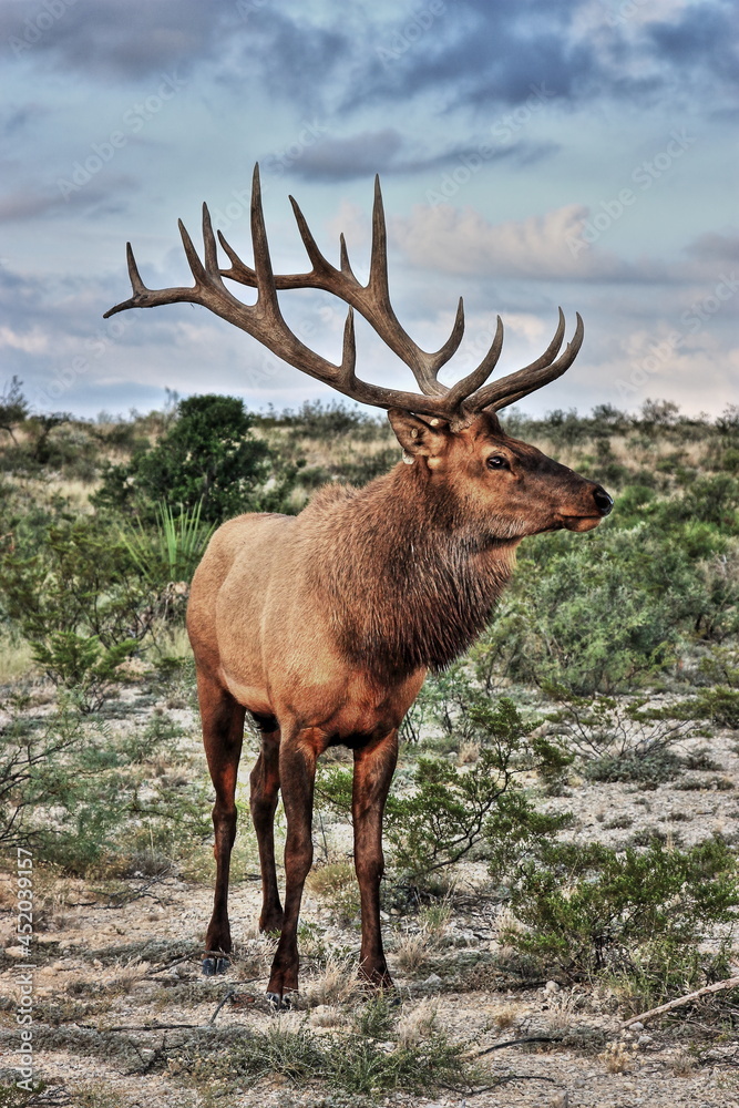 Meyers Bull Elk Meyers Bull Elk