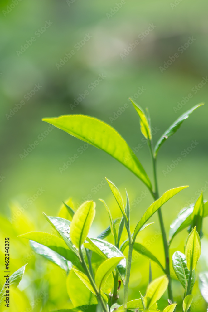 fresh green tea leaf shoots background. Green leaves environmental scene fresh green tea leaf shoots background. Green leaves environmental scene