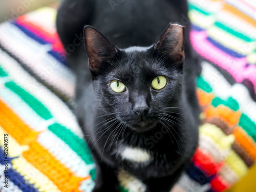 A black and white Tuxedo shorthair cat with its left ear tipped, lying on a colorful blanket photo