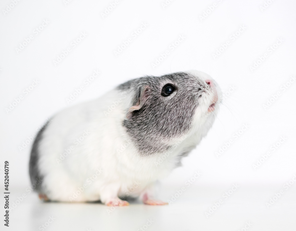 Grey and white guinea pig hot sale
