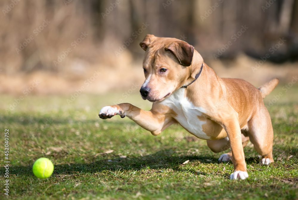 A Retriever mixed breed dog playing with a ball outdoors A Retriever mixed breed dog playing with a ball outdoors