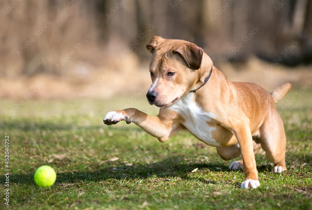 A Retriever mixed breed dog playing with a ball outdoors