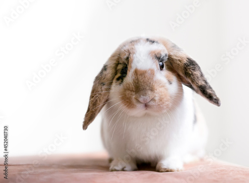 A Lop eared rabbit with calico markings sitting and looking at the camera