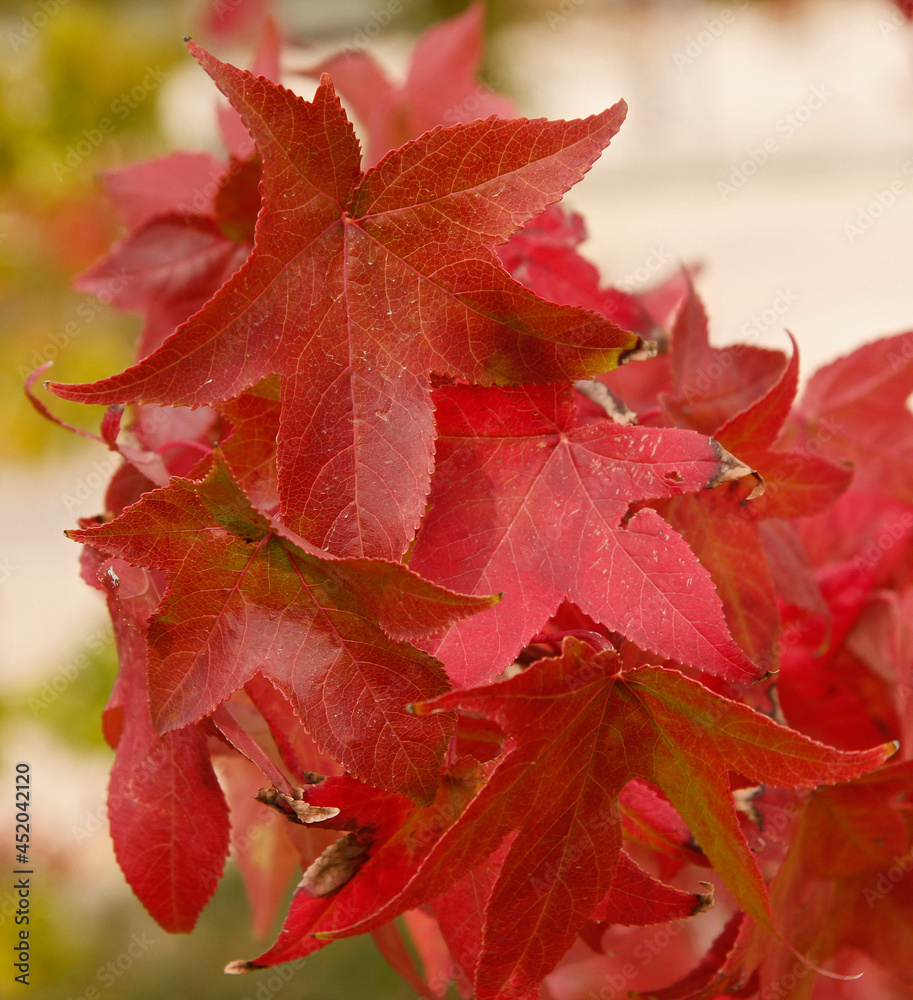 Sweetgum leaves with autumnal reddish color Sweetgum leaves with autumnal reddish color