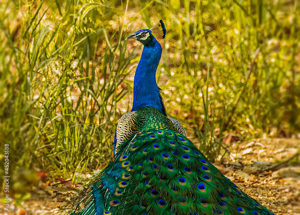 Obraz premium Peacock Exhibiting its vibrant colors
