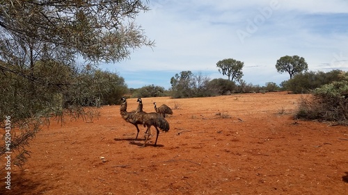 Wild emus in the Australian outback