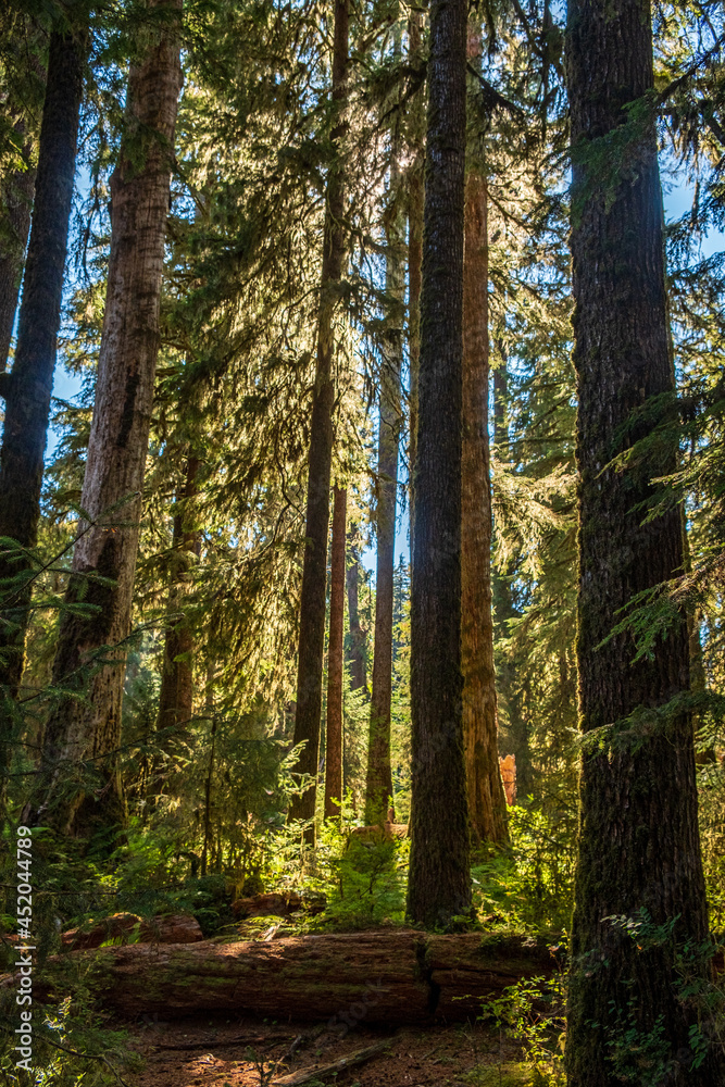 Moss covered trees line the trail on a forest path Moss covered trees line the trail on a forest path