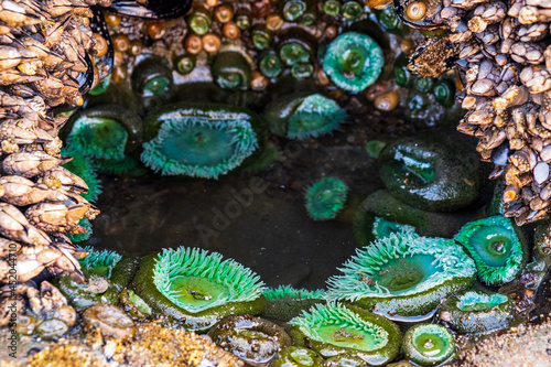 Billede på lærred Green sea anemone line the edge of a tide pool on a rocky beach