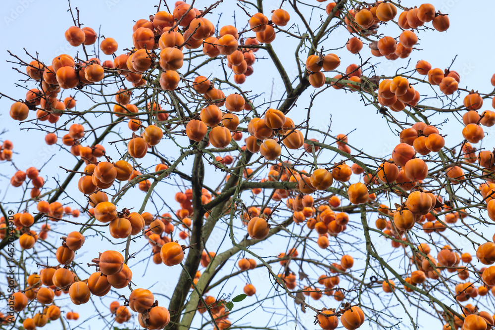 Ταπετσαρία Diospyros kaki tree laden with persimmon ripe fruits