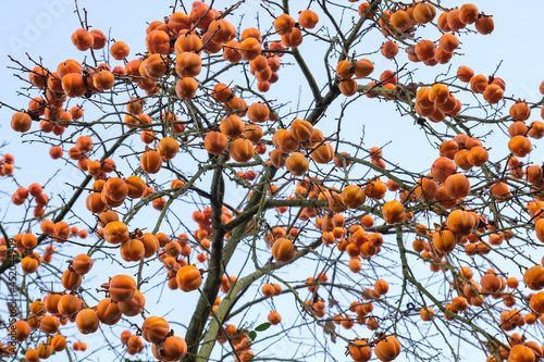 Diospyros kaki tree laden with persimmon ripe fruits photo