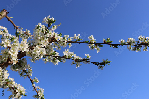 blossoming apple tree