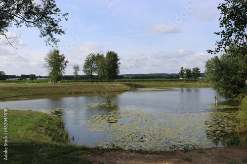 lake pond with trees