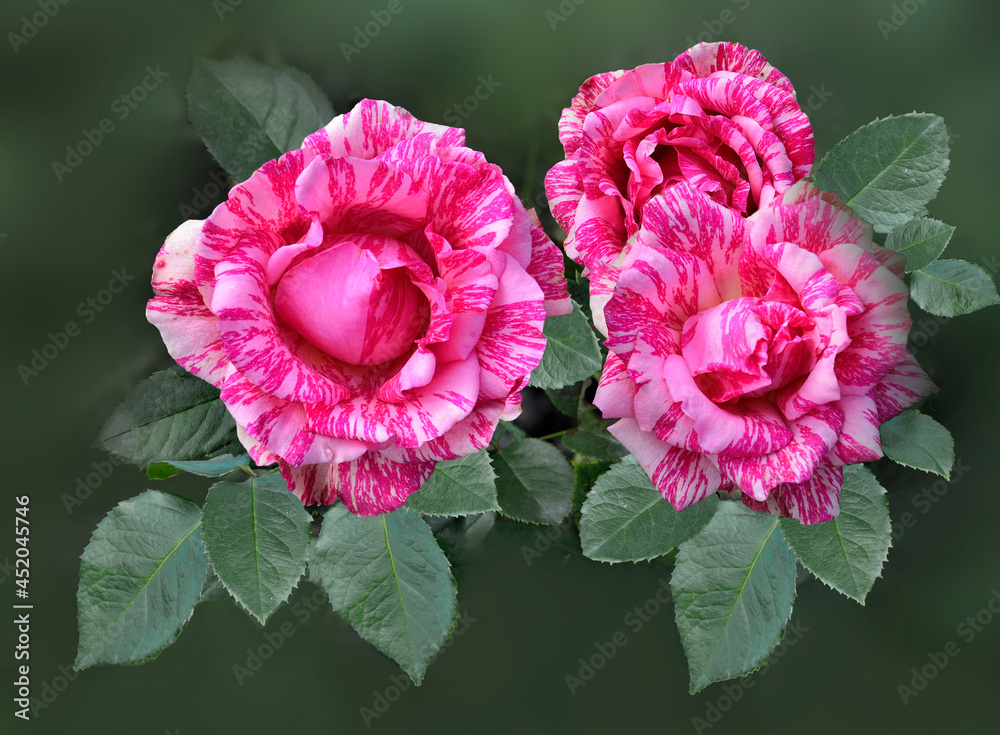 Φωτογραφία Three delicate pink white red rose flowers with leaves, close up on blurred and vintage toned background