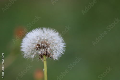 dandelion on green background