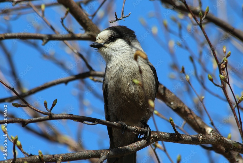 Closeup of Canada Jay (Perisoreus canadensis) in a birch tree Closeup of Canada Jay (Perisoreus canadensis) in a birch tree