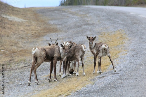 Woodland Caribou (Rangifer tarandus caribou) along the Alcan Highway