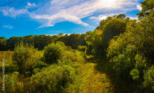 Fototapeta Naklejka Na Ścianę i Meble -  Dramatic cloudscape and blue sky over the bushy forest with the curving footpath.