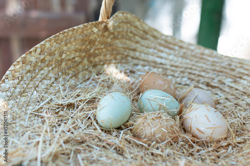 araucana chicken eggs in hay photo