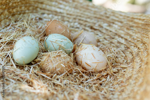 araucana chicken eggs in hay photo