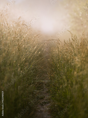 A footpath through the meadow at sunrise