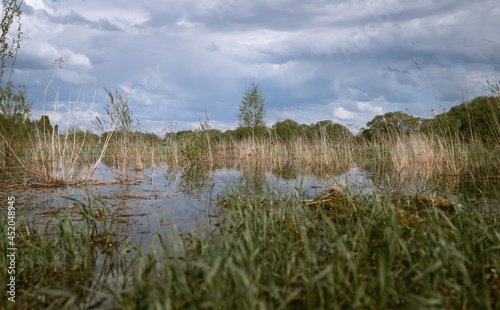 A tree on the flooded meadow in spring