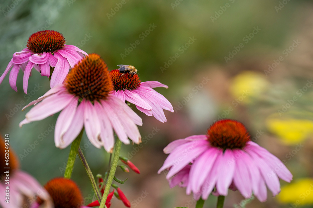 Echinacea and Bee Echinacea and Bee