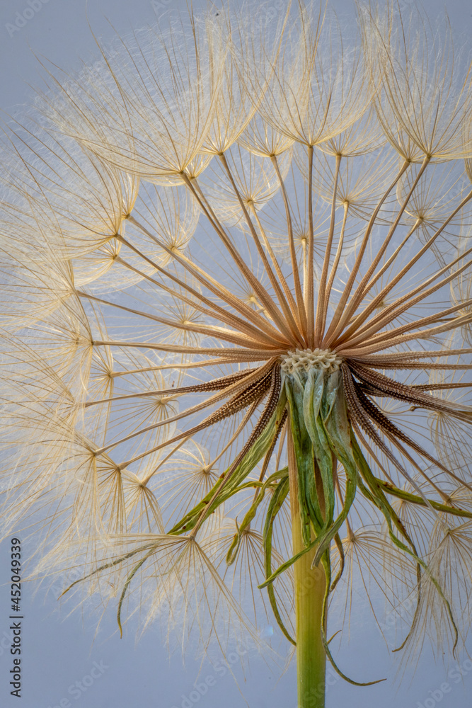 Fototapeta premium Dandelion Macro