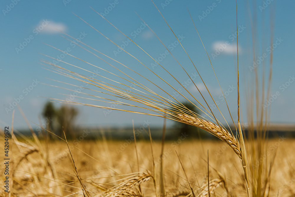 Harvesting ripe rye in the field. Natural background Harvesting ripe rye in the field. Natural background