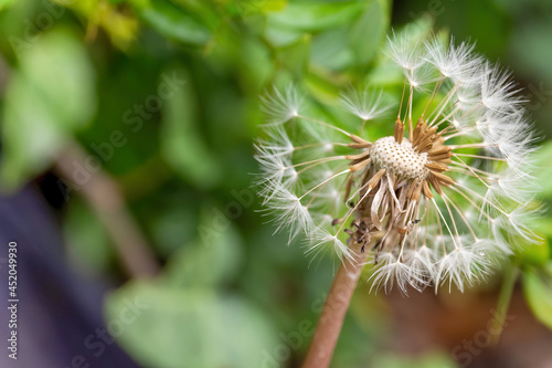 Selective focus shot of white dandelion in the meadow photo