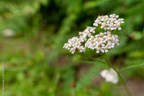 Selective focus shot of yarrow flowers in the meadow photo