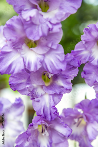 Fototapeta Naklejka Na Ścianę i Meble -  Gladiolus. Beautiful flowering bright summer flower of the Iridaceae family
