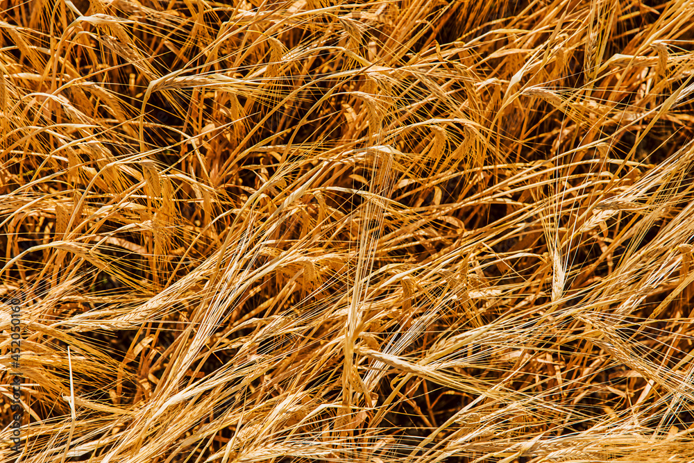 Harvesting ripe rye in the field. Natural background Harvesting ripe rye in the field. Natural background