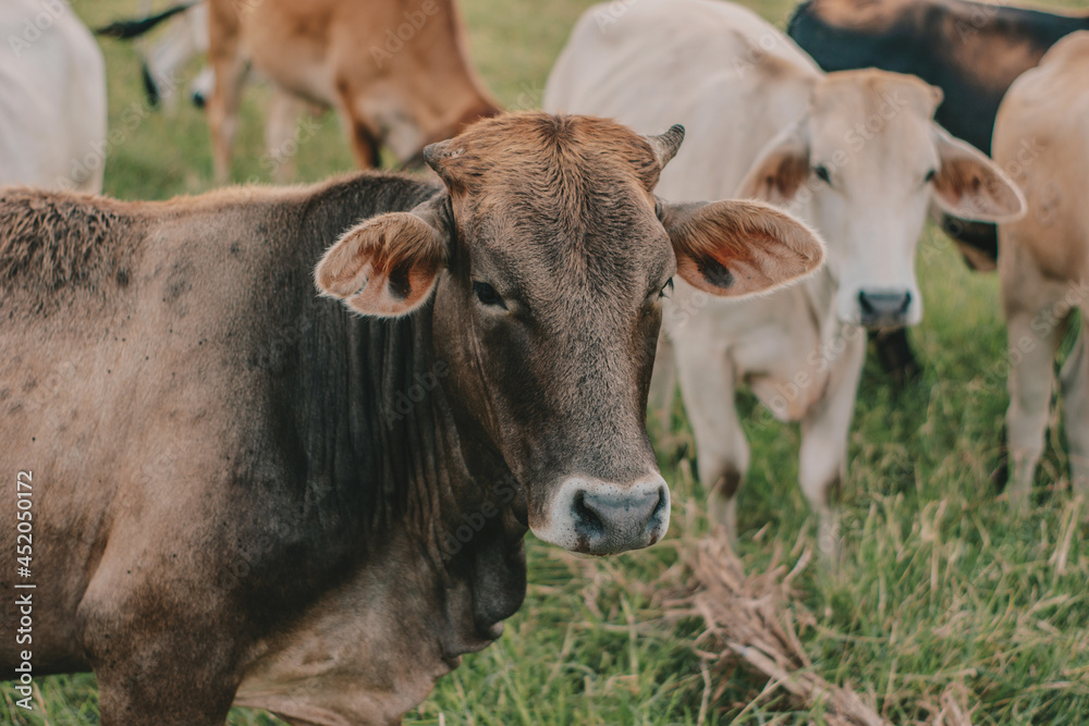 vacas vacas