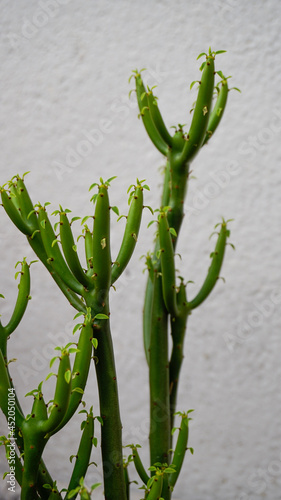 Closeup shot of green euphorbia tirucalli or fire sticks on a gray uneven background photo