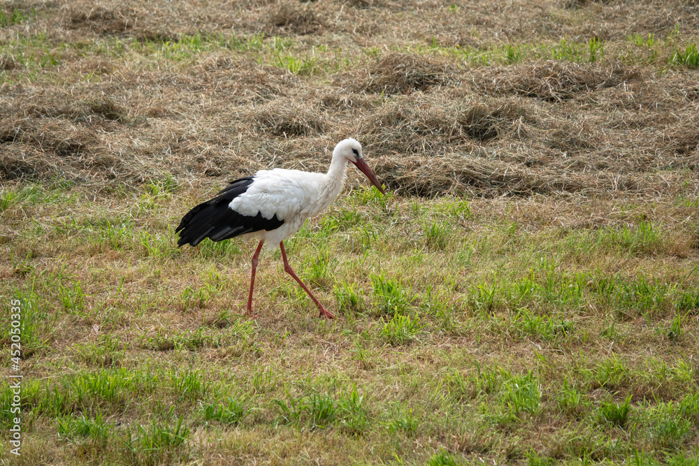 Fototapeta premium black and white stork bird