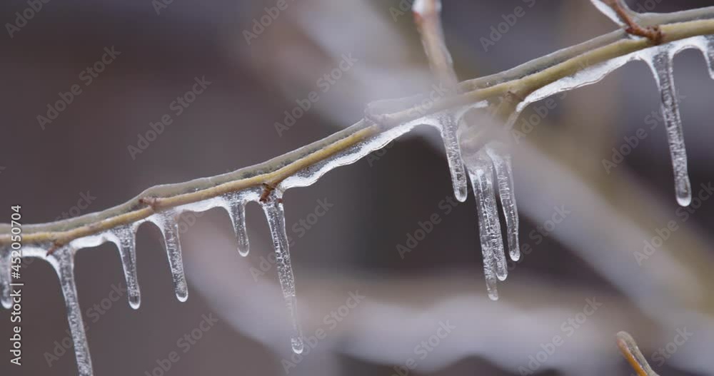 Icicles Hanging From Tree Branch Beauty Shot 4k Icicles Hanging From Tree Branch Beauty Shot 4k