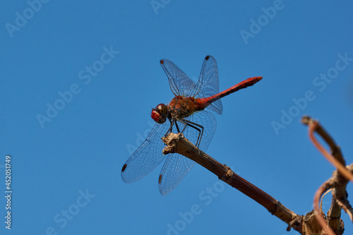 Dragonfly bloody-red (lat. Sympetrum Sanguineum), - Dragonflies from the genus Sympetrum sits and rests at the shore of the lake.