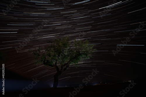 Night photo of solitaire tree, on  star trails stacked background photo