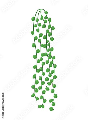 Vector illustration of String-of-pearls home plant stems. Tropical vine or liana with round leaves.