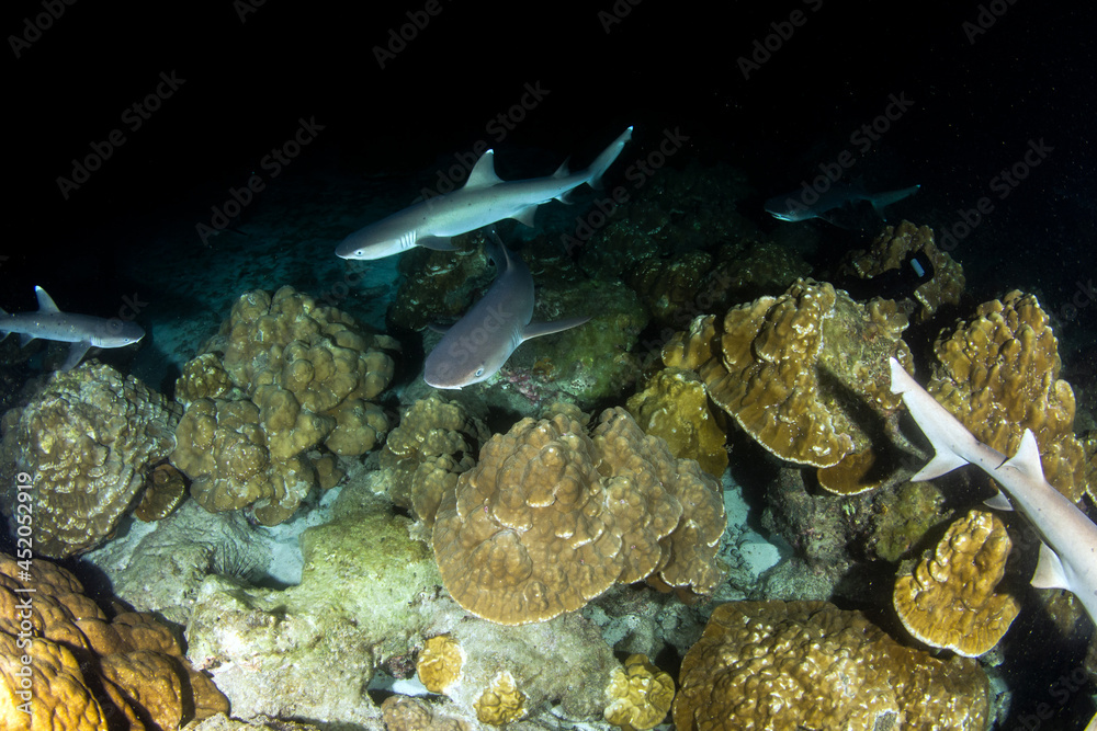 Fototapeta premium White tip reef sharks at night at Cocos Island