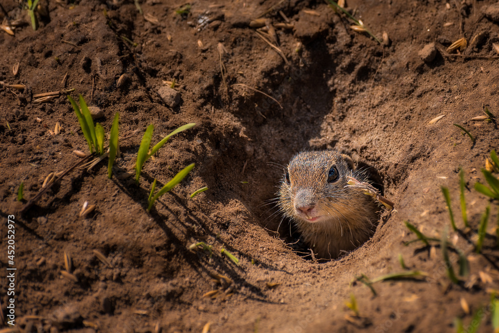 Obraz premium Tiny ground-squirrel is looking out from its hole on the ground.