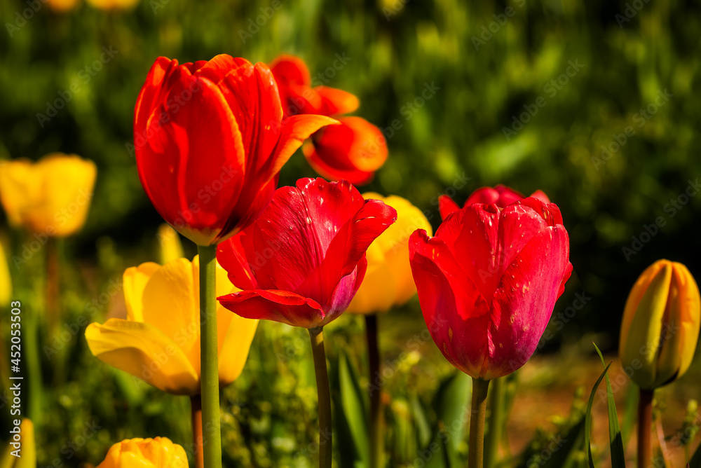 Red and yellow tulips close-up blooming on a tulipfield near Kőröshegy, Hungary